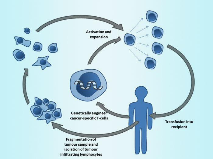 Cellular therapy